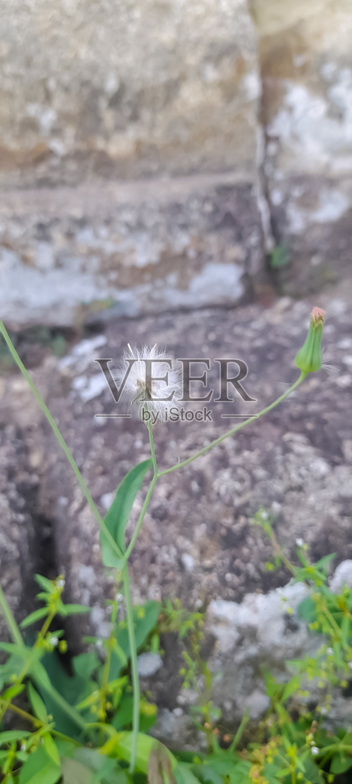 直立树又称美洲烧草照片摄影图片