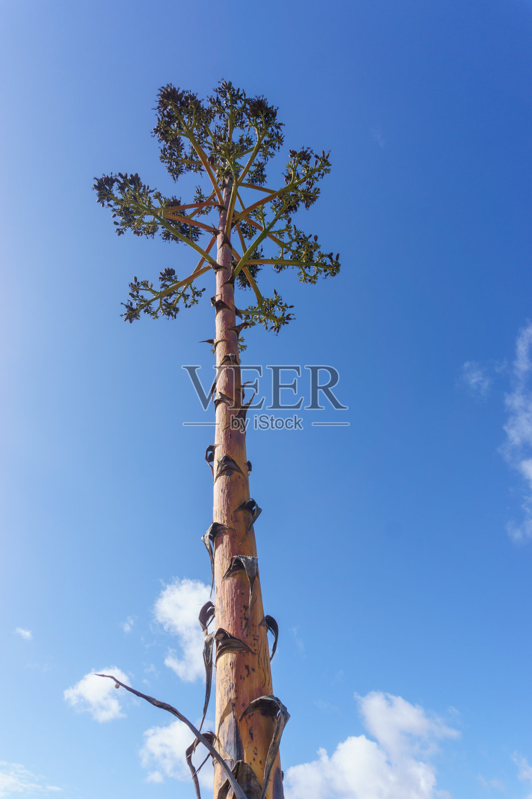 美洲龙舌兰或蓝天蓝龙舌兰的枯萎和新花茎，摄于葡萄牙大西洋海岸照片摄影图片