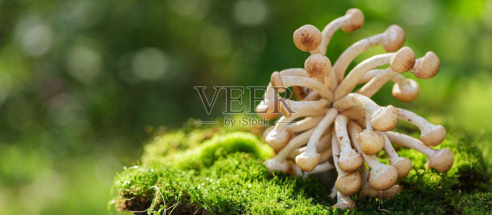 生长在森林中的可食用蘑菇。蜂蜜木耳蘑菇照片摄影图片