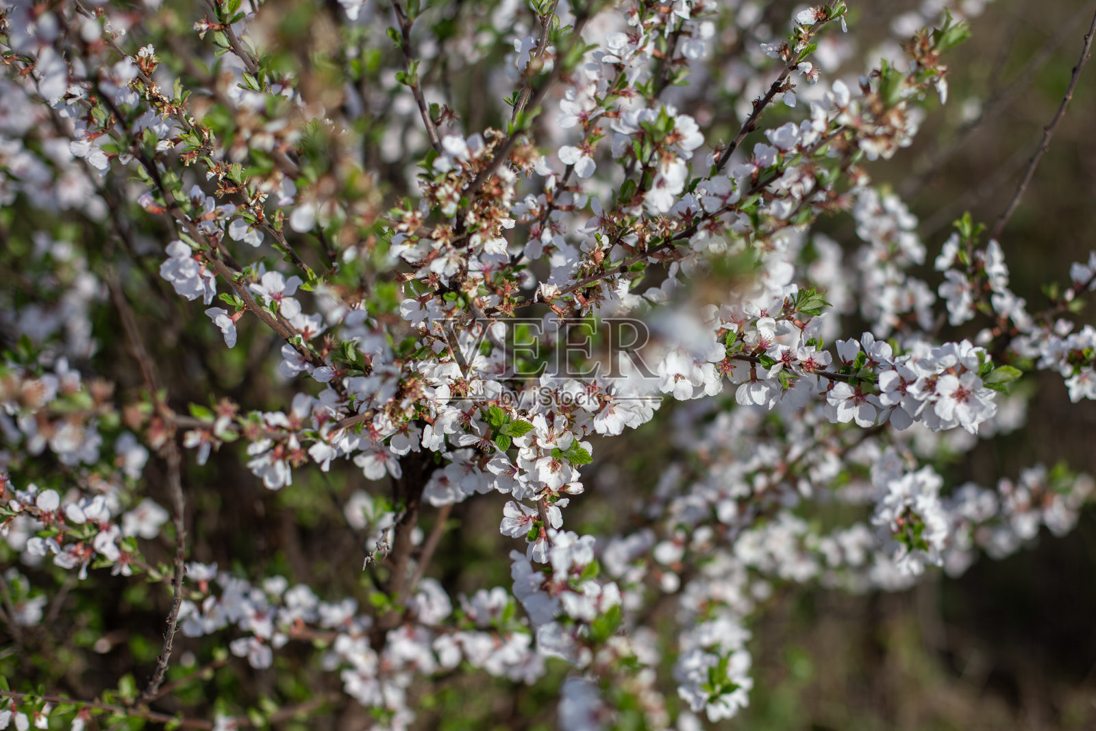 樱花茂盛的春花照片摄影图片