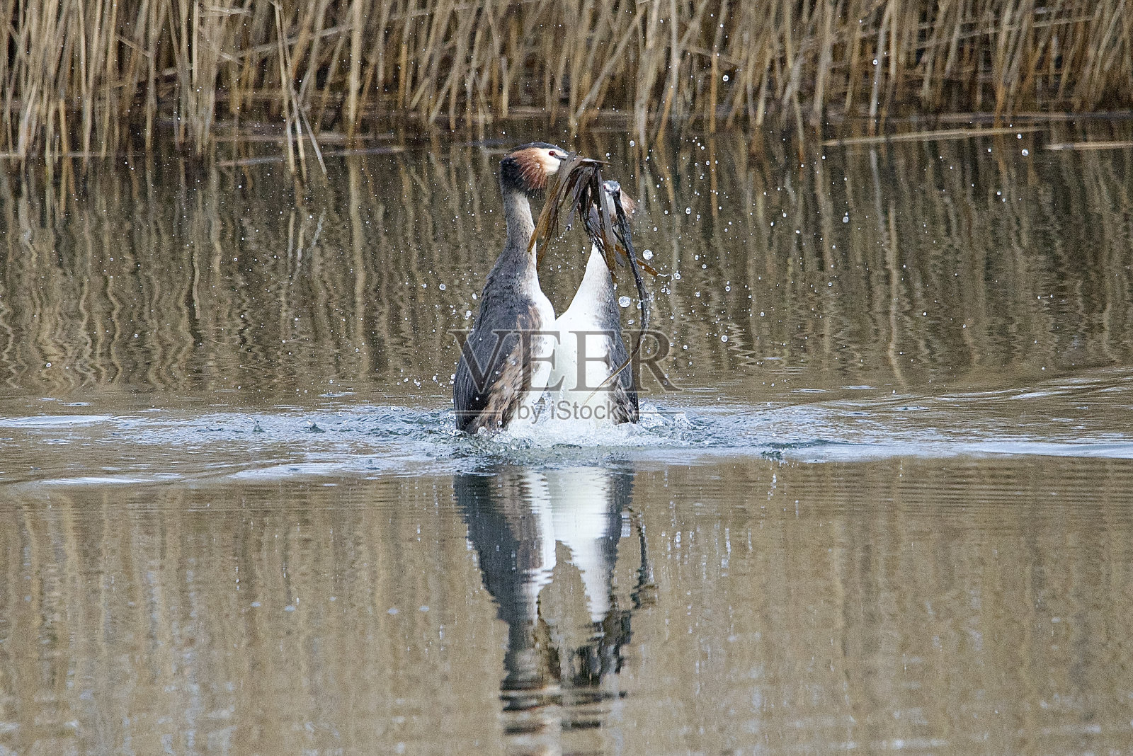 大凤头Grebe求偶草舞照片摄影图片