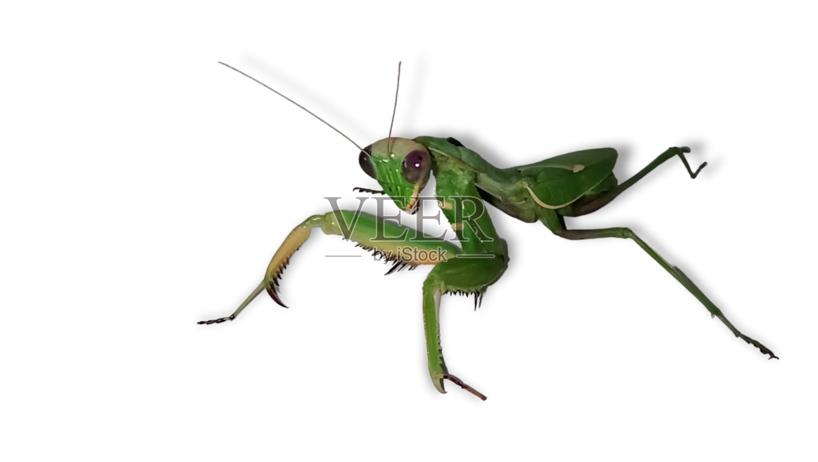 螳螂宗教性照片摄影图片