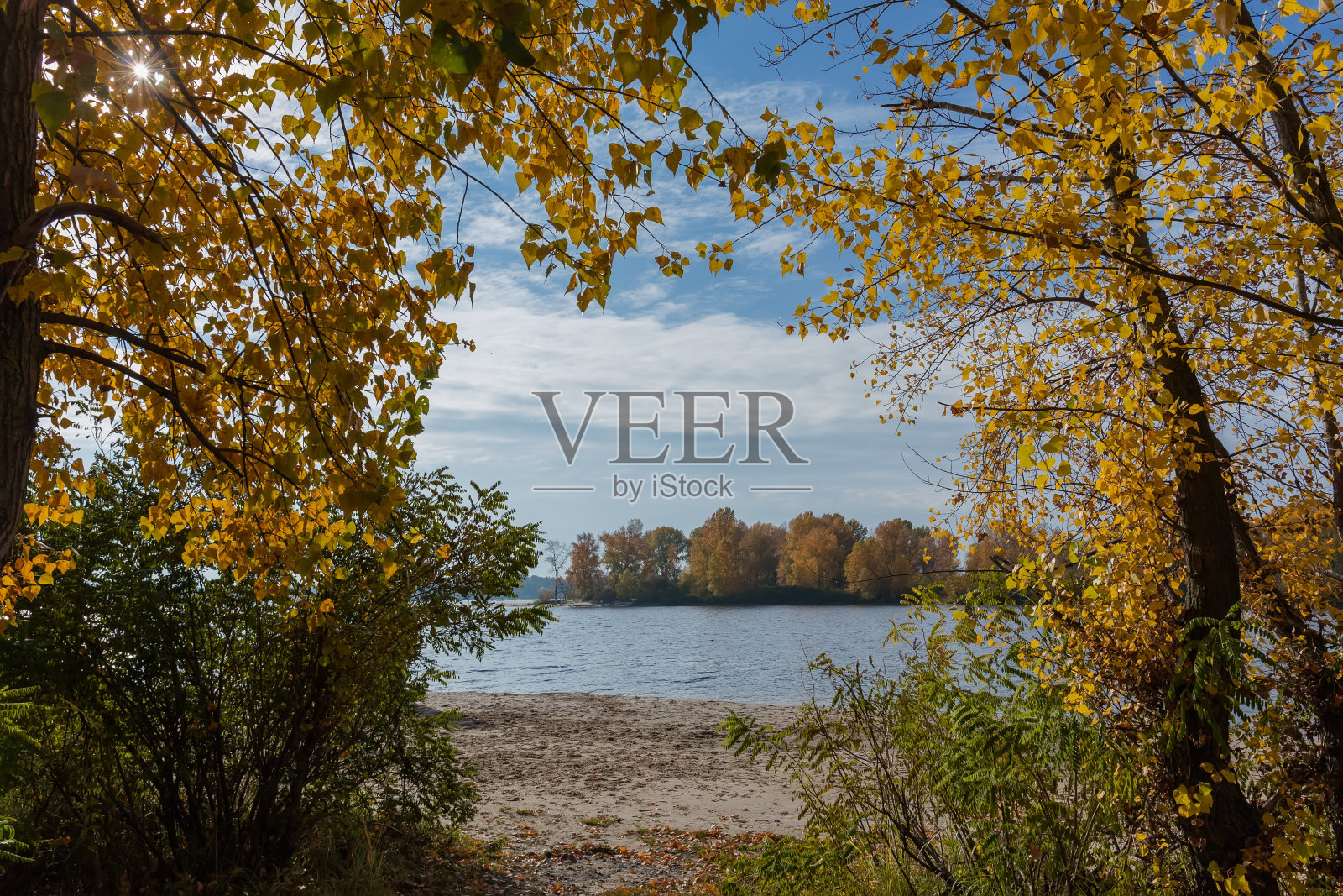 沙质河岸，前景是秋叶的杨树照片摄影图片