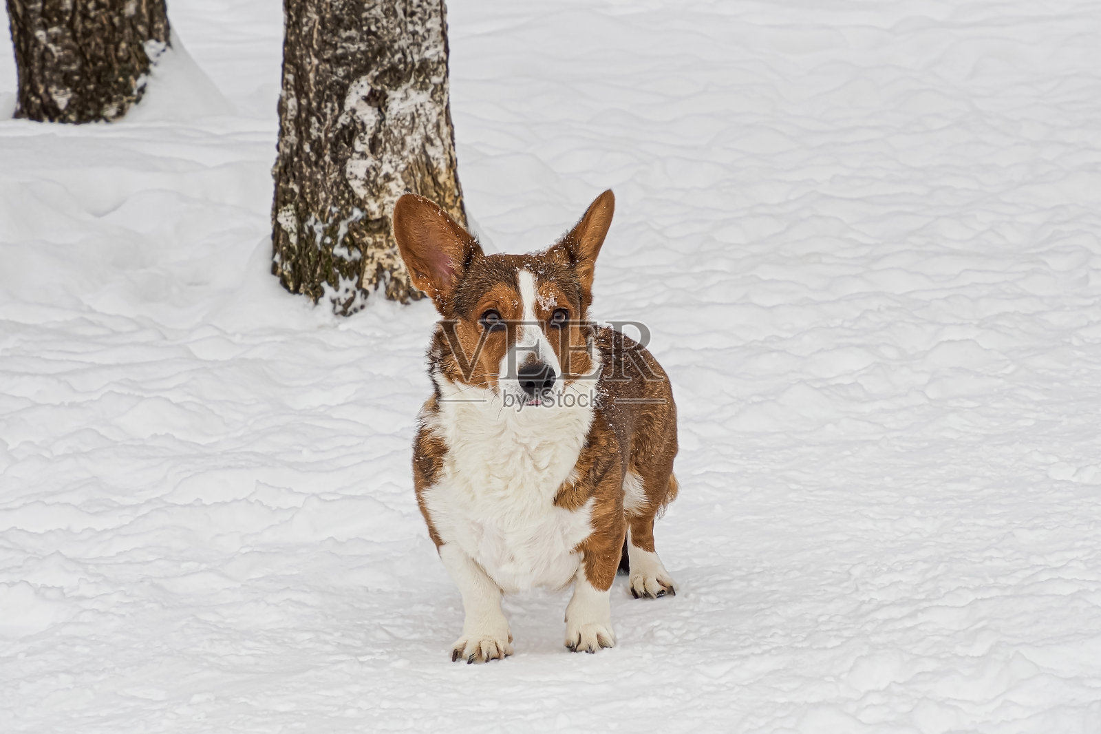 狗。威尔士柯基彭布罗克。雪地里有趣的纯种狗。宠物照片摄影图片