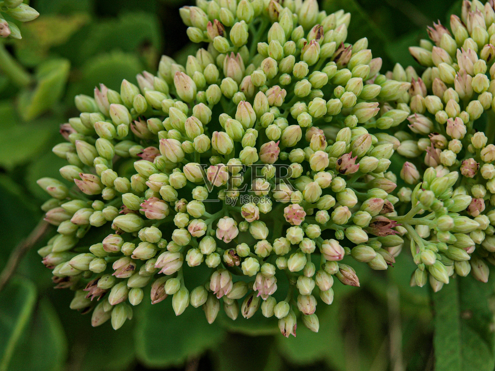 在阴凉的花园里，一束美丽的花蕾照片摄影图片