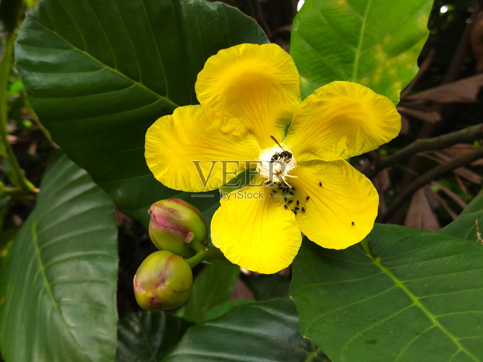 兰花照片摄影图片