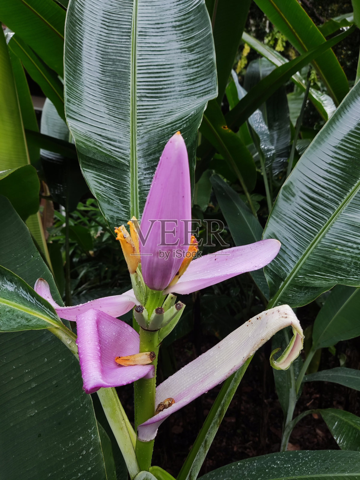 兰花照片摄影图片