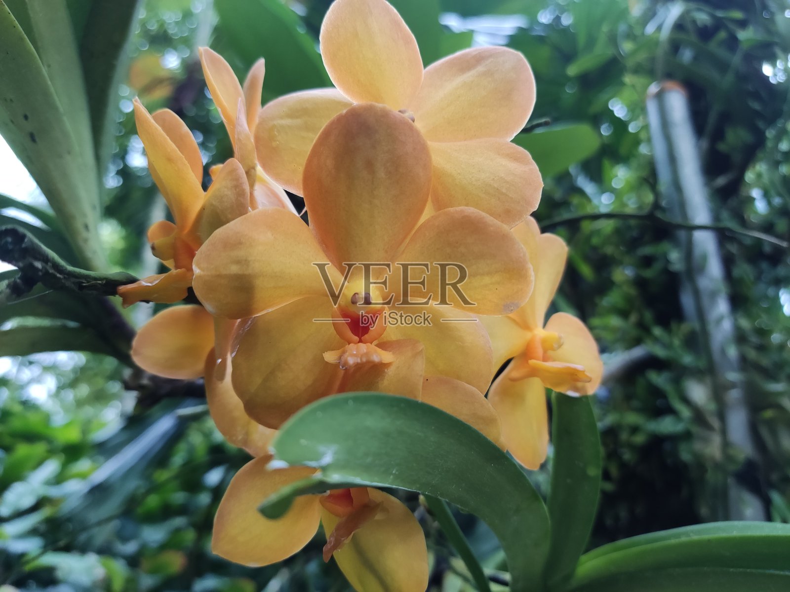 兰花照片摄影图片