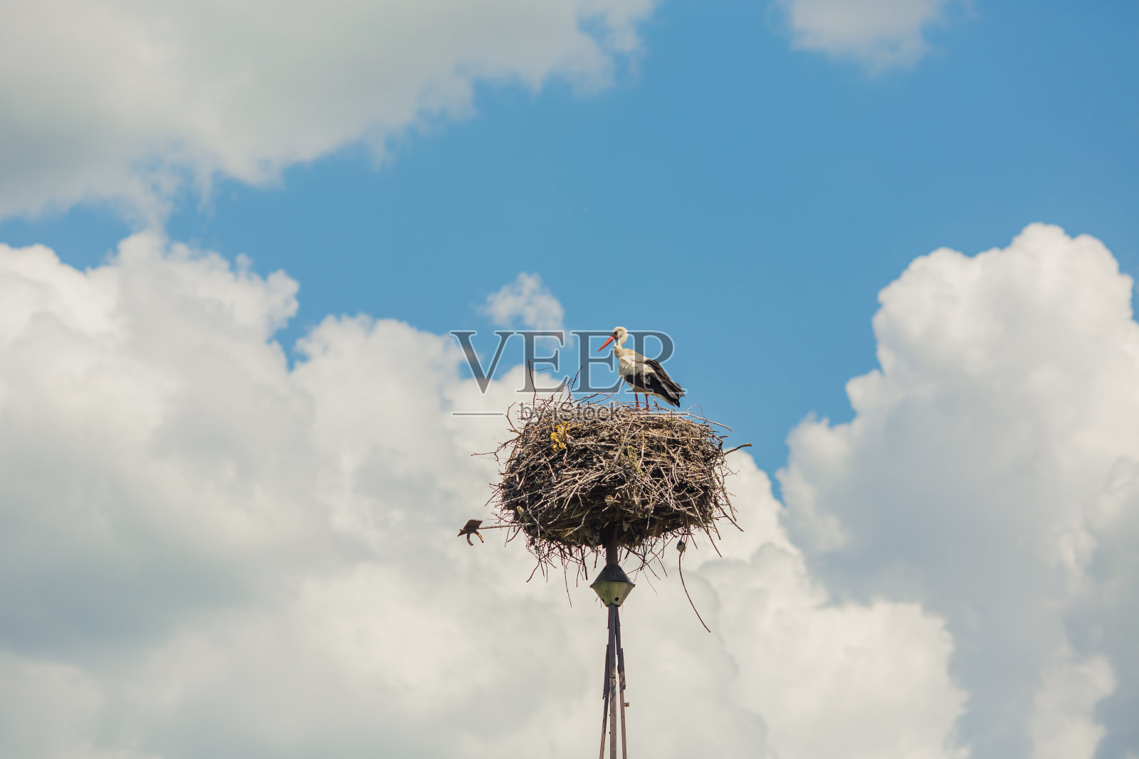 白色鹳照片摄影图片