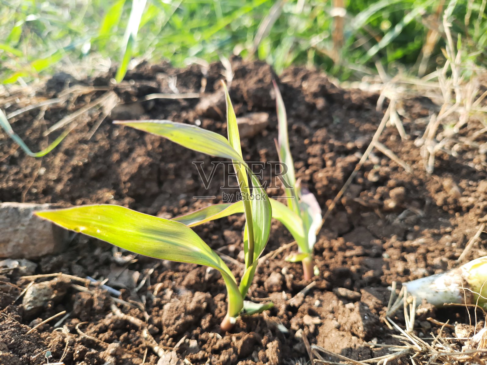 狼尾草或紫毛草草木郁郁葱葱照片摄影图片