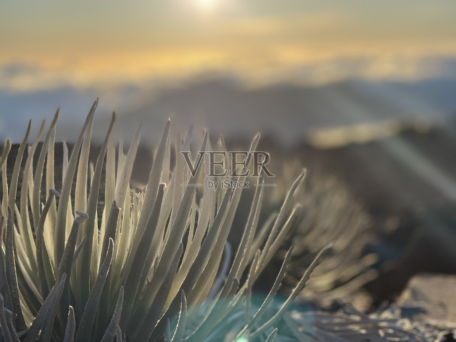 哈雷阿卡拉Silversword照片摄影图片