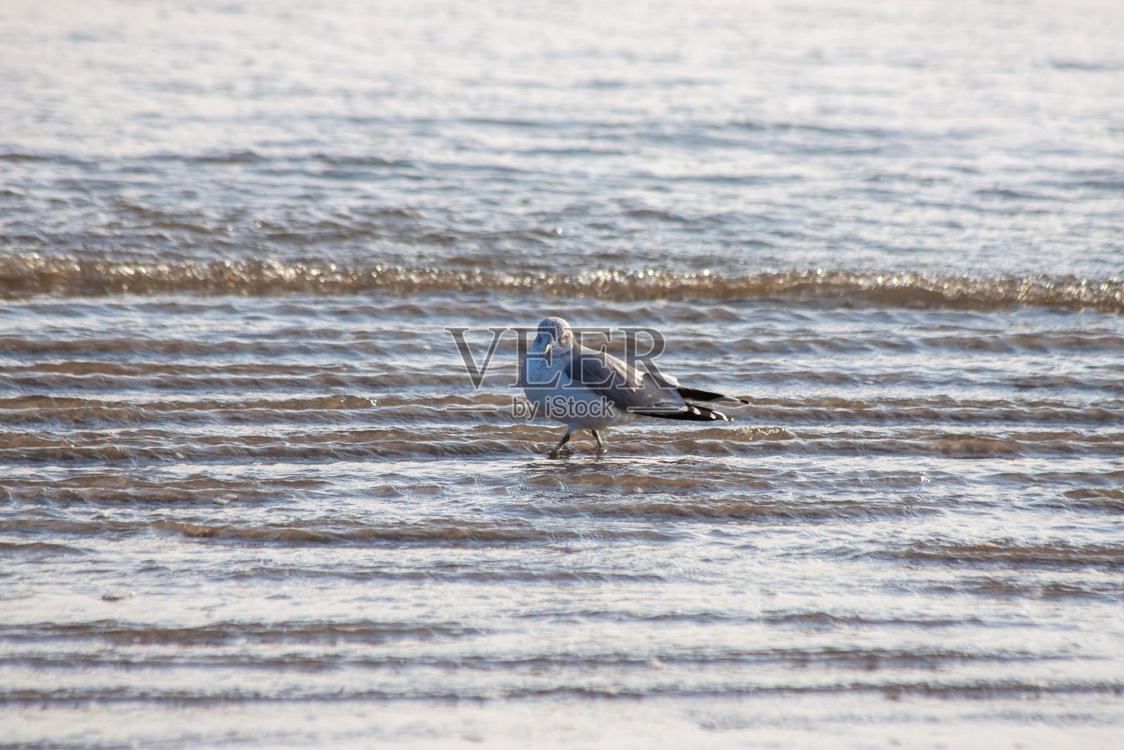 北美洲环嘴鸥(Larus delawarensis)照片摄影图片