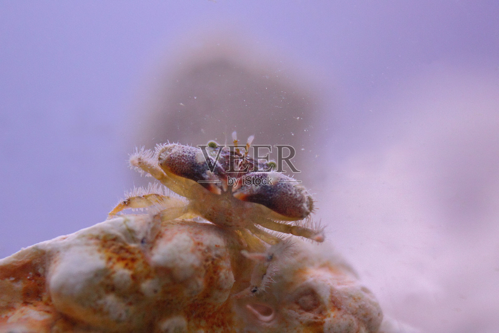 石蟹在珊瑚上的近景照片摄影图片