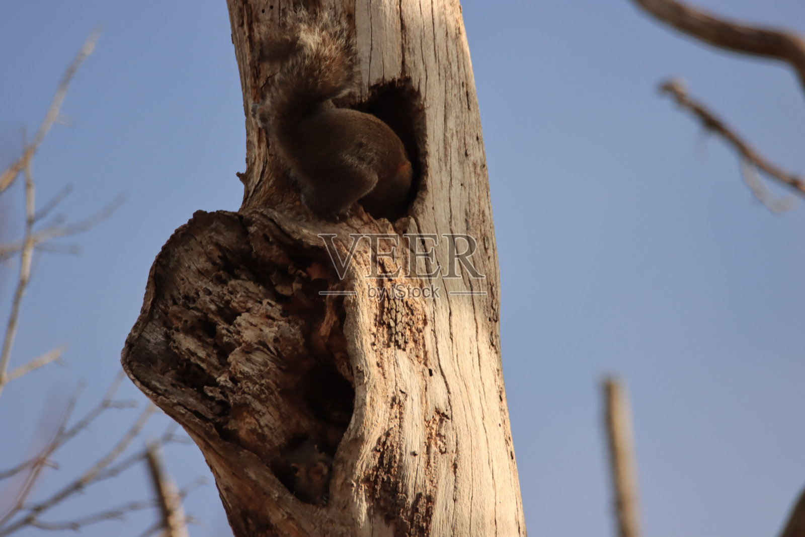 拉伸松鼠照片摄影图片