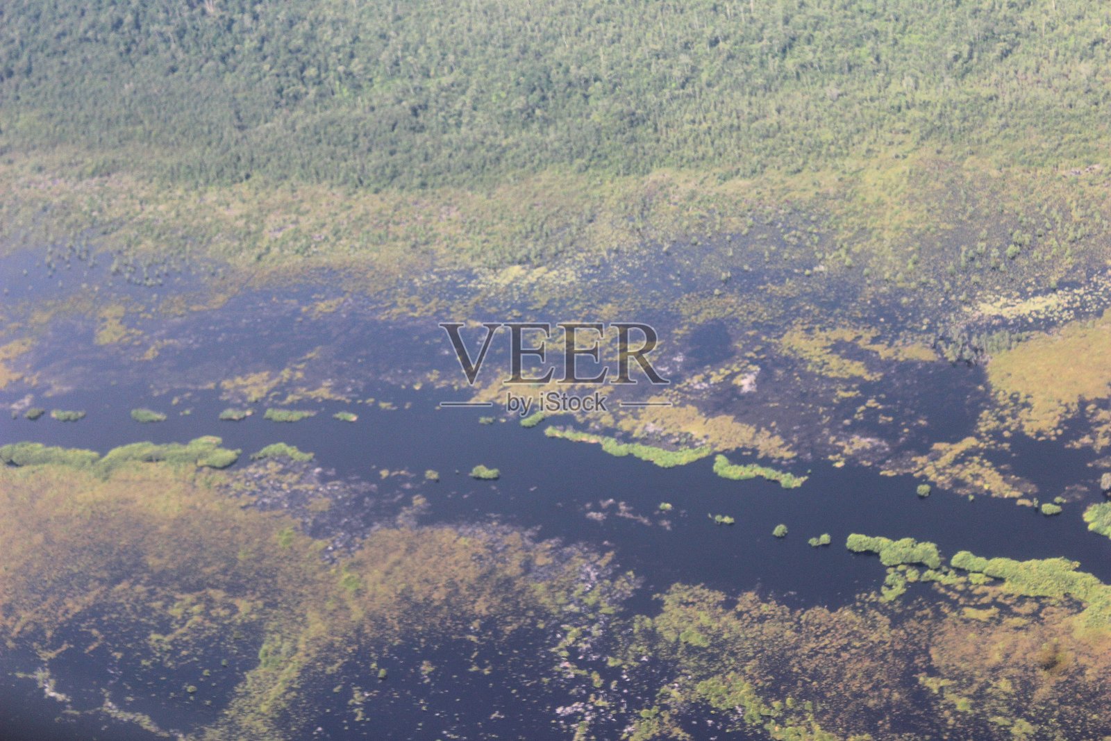 印度尼西亚加里曼丹的泥炭沼泽森林照片摄影图片