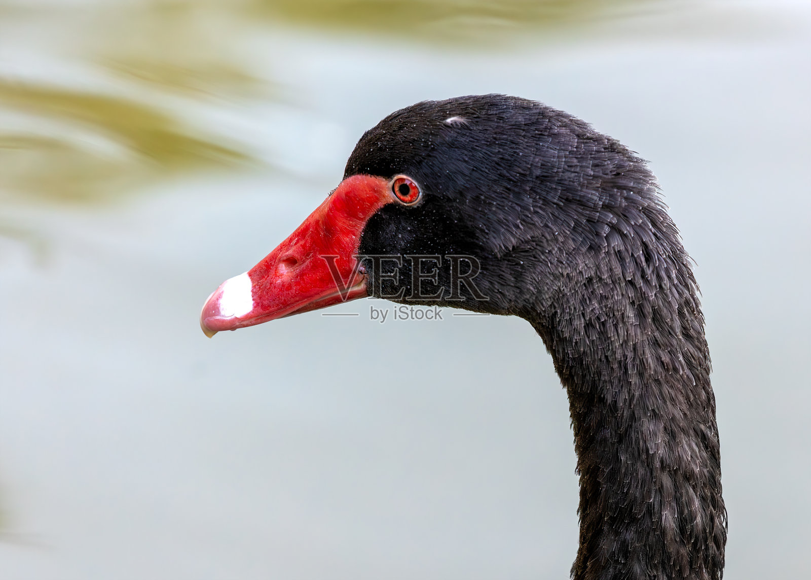 神秘的黑天鹅(Cygnus atratus)在El Retiro公园，马德里，西班牙照片摄影图片