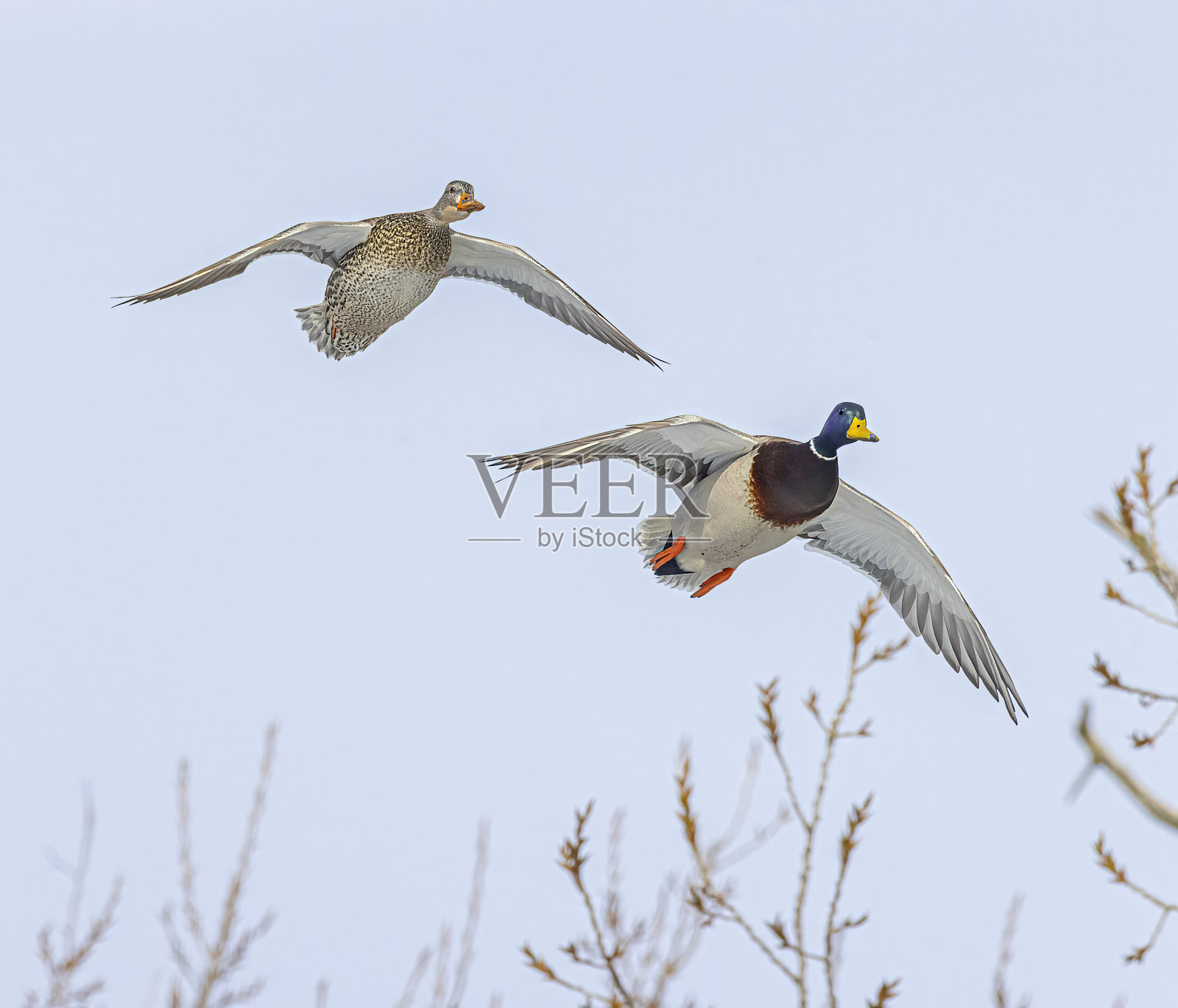 绿头鸭在飞翔照片摄影图片