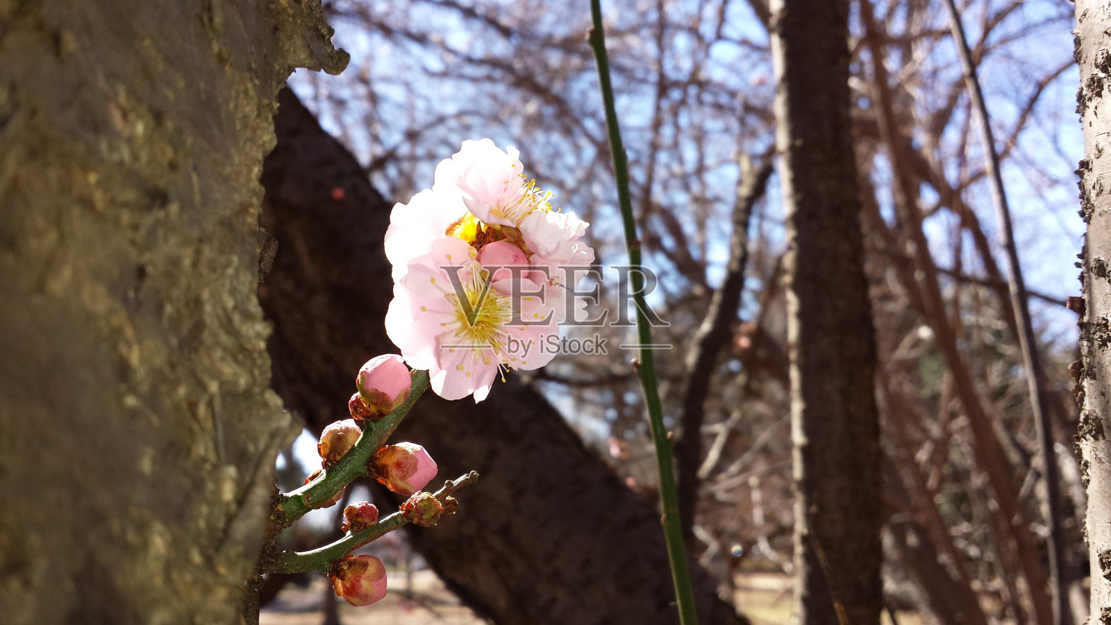 花瓣分枝植物小枝树照片摄影图片