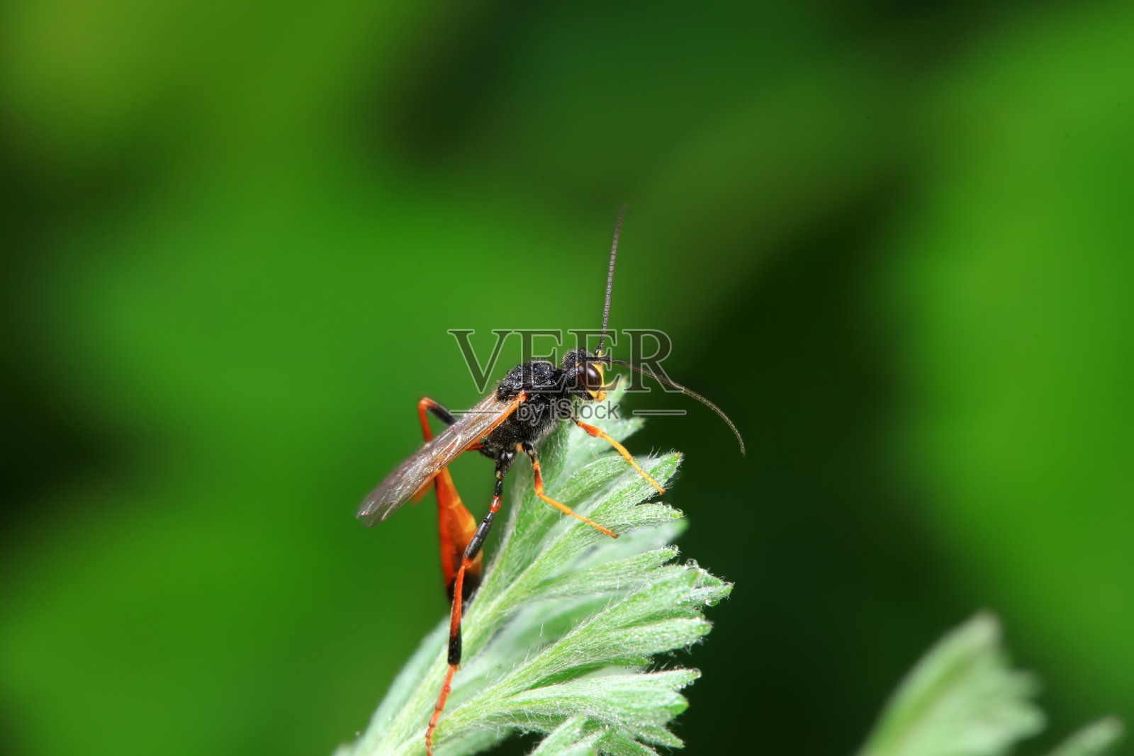 中国北方野外的蜜蜂照片摄影图片