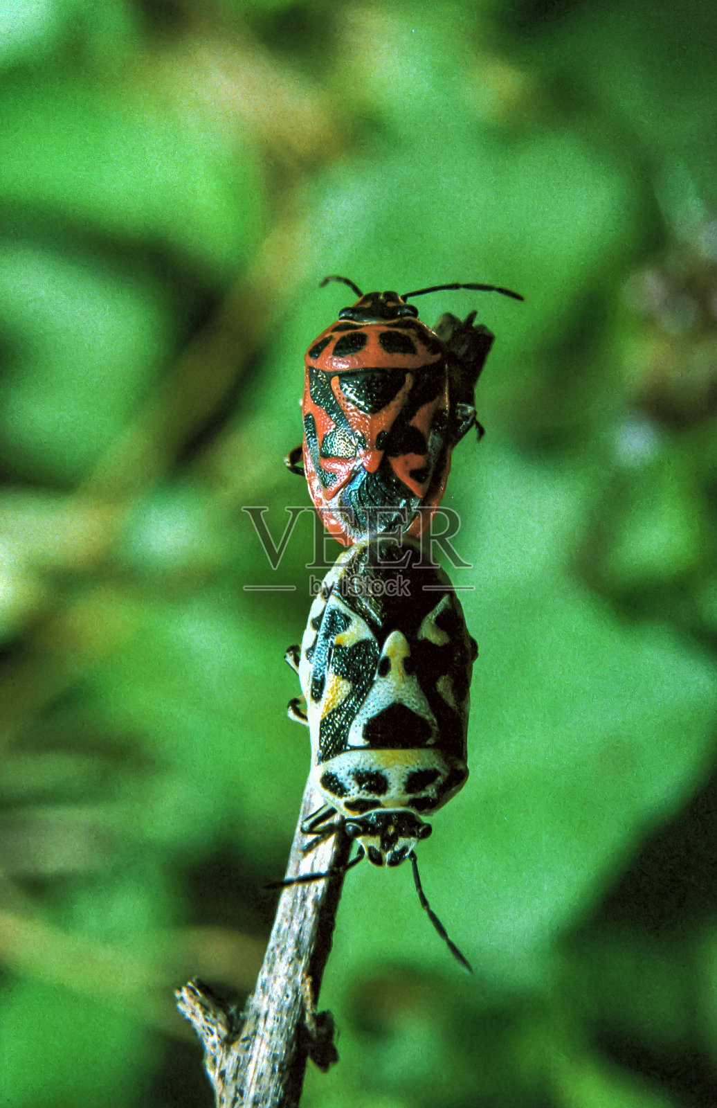 在植物枝上交配的小虫照片摄影图片