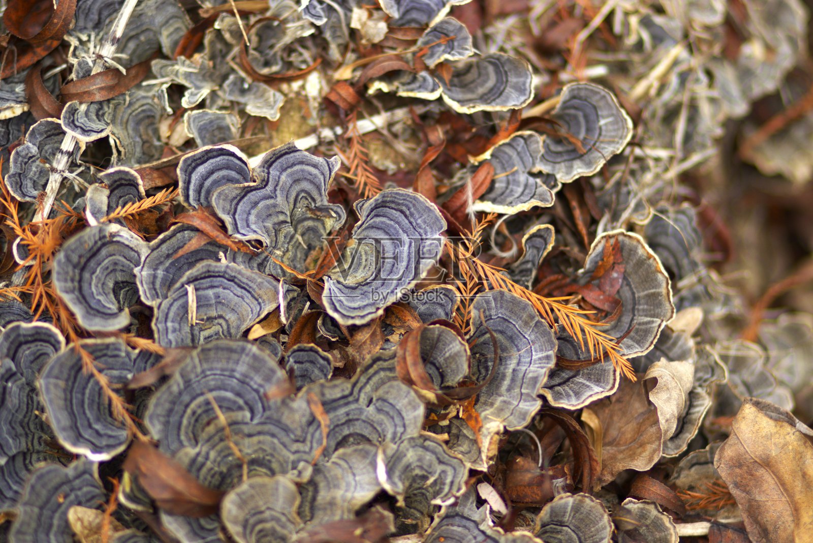 自然照片摄影图片