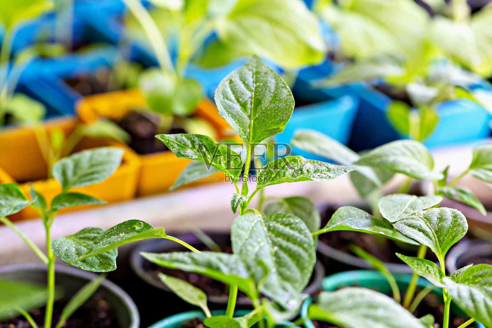 甜椒的小芽照片摄影图片