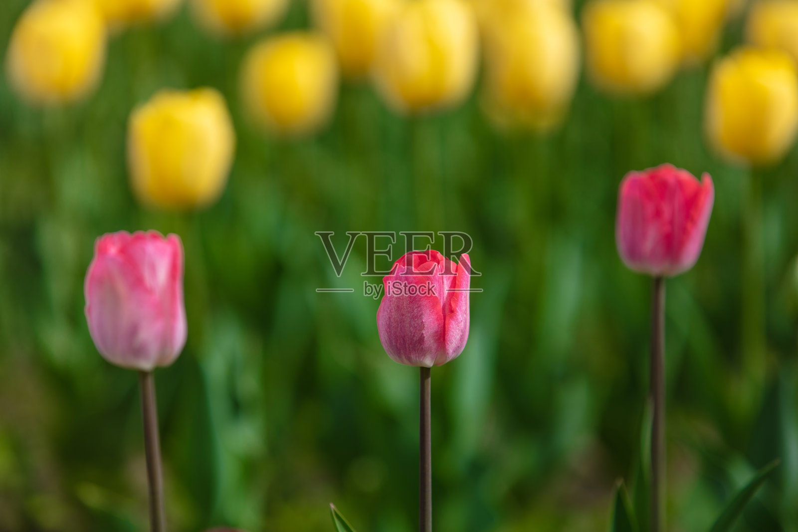 春天公园花坛里的郁金香照片摄影图片
