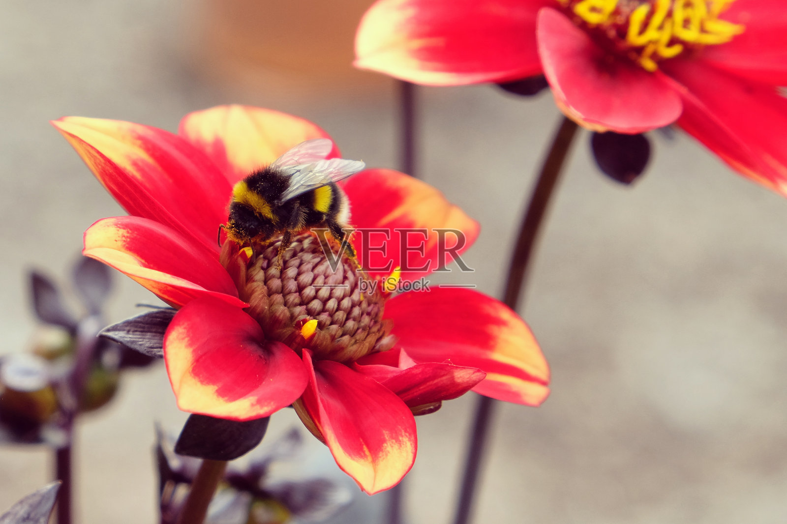 红色和黄色的大丽花'快乐的日子'花照片摄影图片