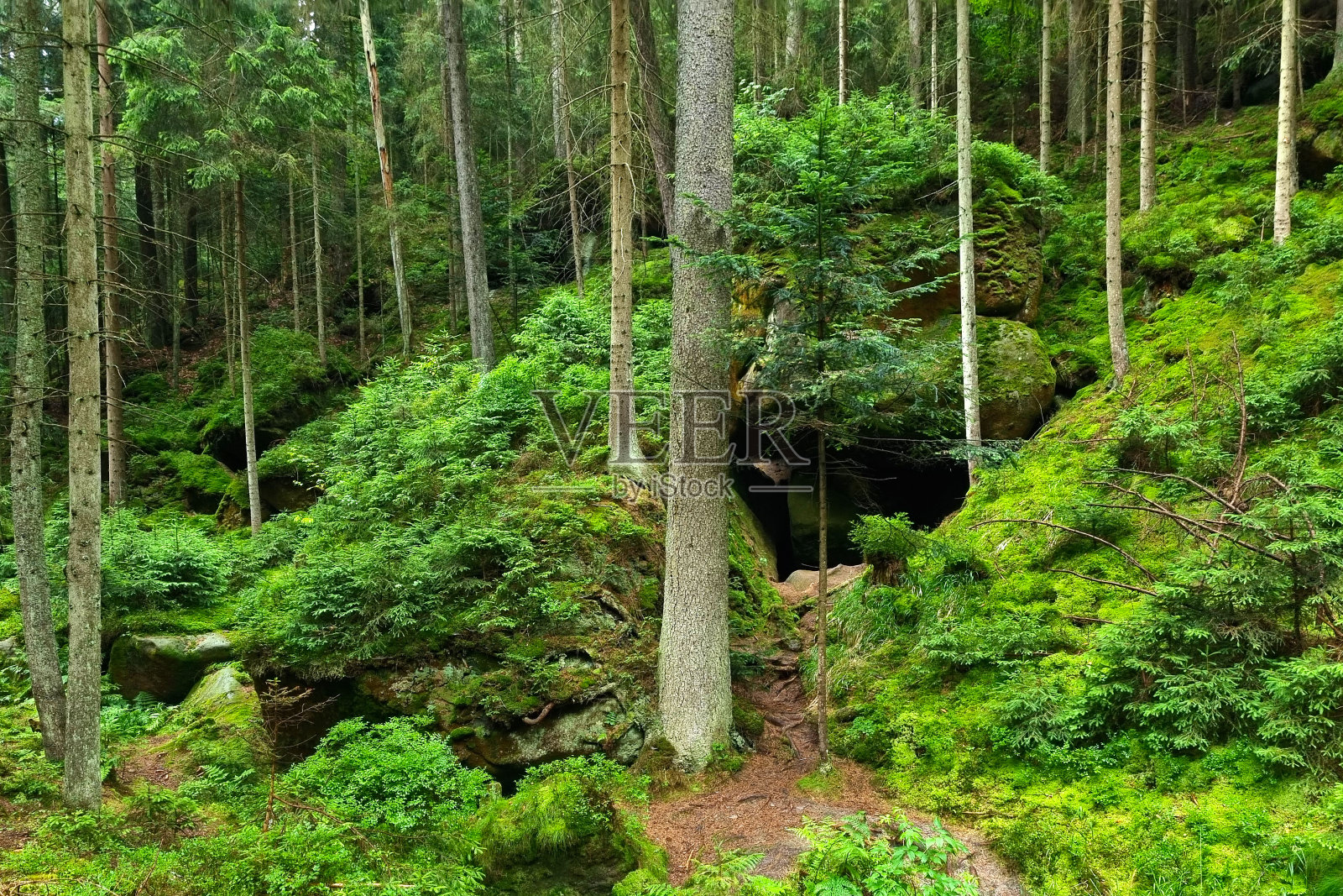 春日里绿色的小森林。大自然的背景。照片摄影图片