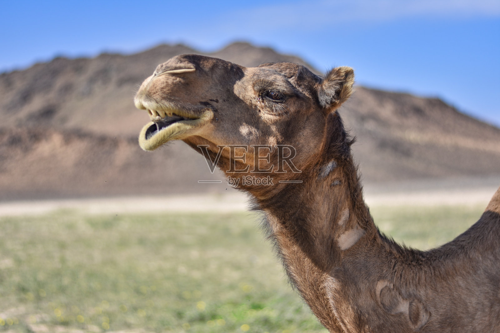 沙特阿拉伯沙漠中以山为背景的骆驼侧影照片摄影图片