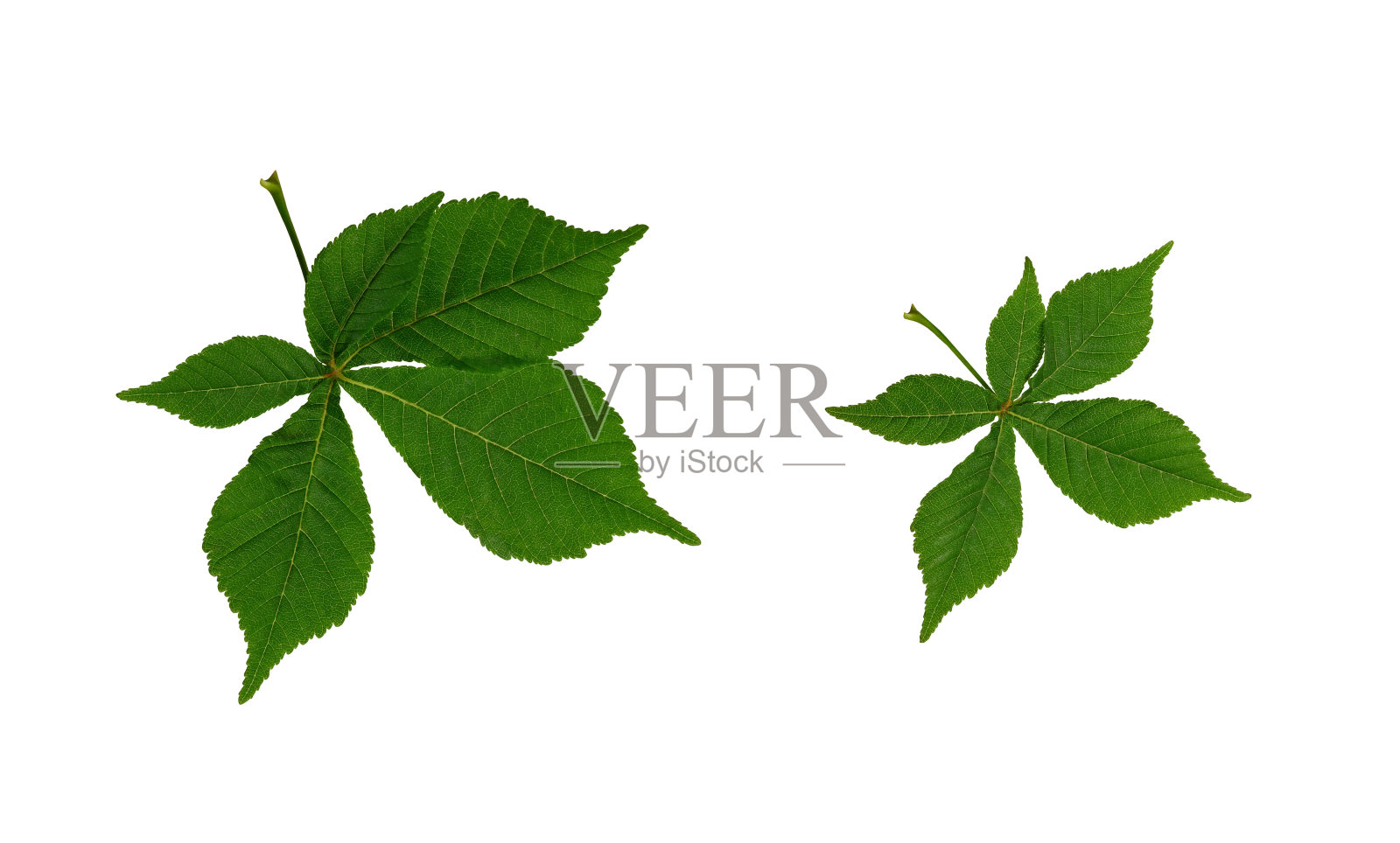 新鲜的栗子嫩叶孤立在白色的背景上。照片摄影图片