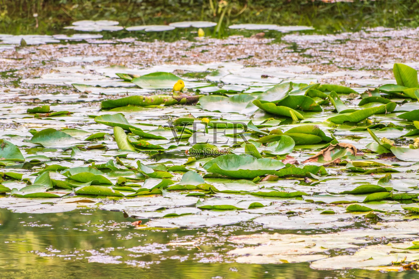 黄色的睡莲，Nuphar lutea，在湖面上的绿叶中绽放着黄色照片摄影图片