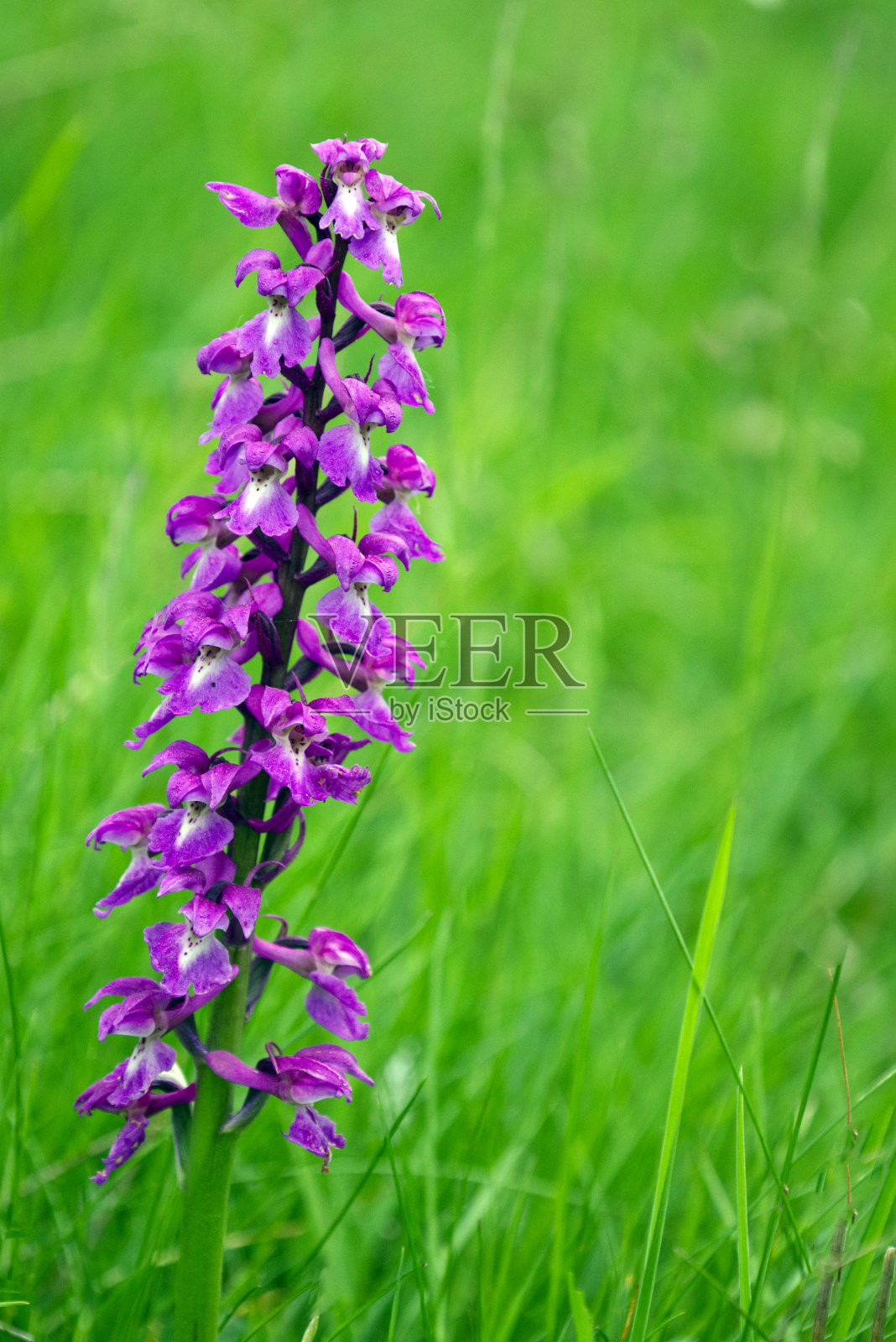 雄性兰花花序-早期紫兰花野花照片摄影图片