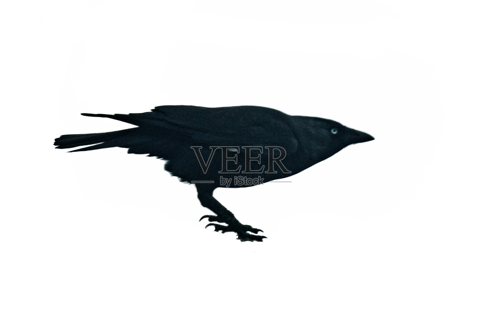 寒鸦在白底上的剪影照片摄影图片