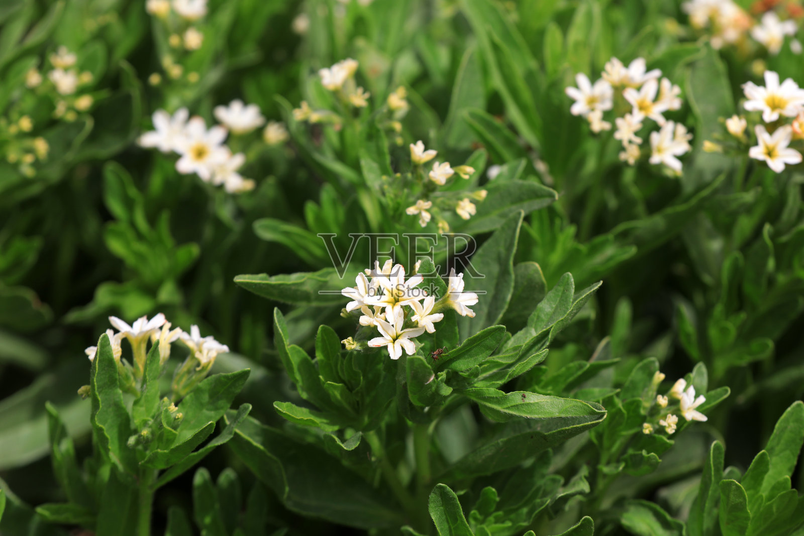 中国北方盐碱地上的沙引导草花照片摄影图片