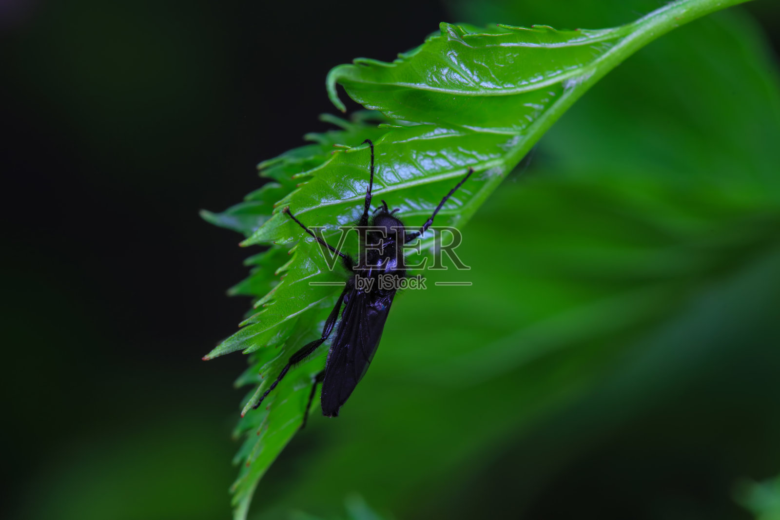 中国北方，野生植物上的蚊子照片摄影图片