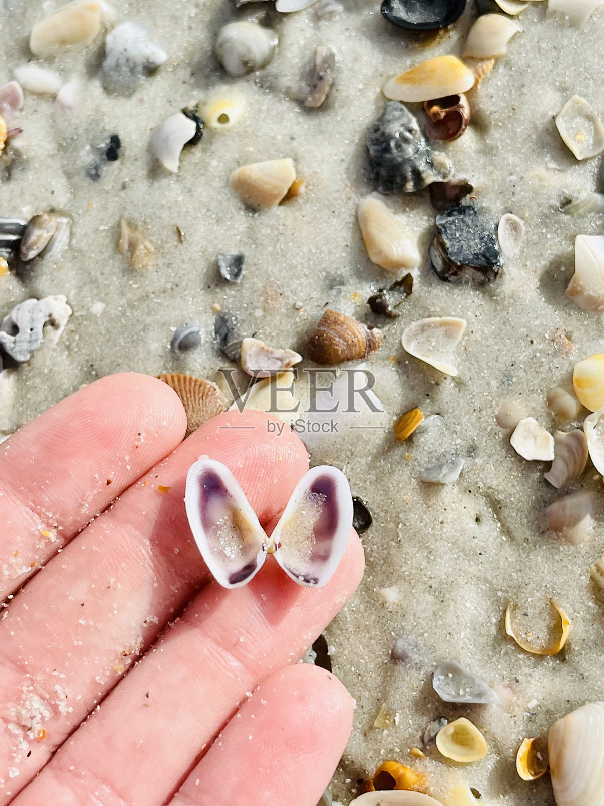 佛罗里达州圣奥古斯丁海滩上精致的天使翼贝壳照片摄影图片