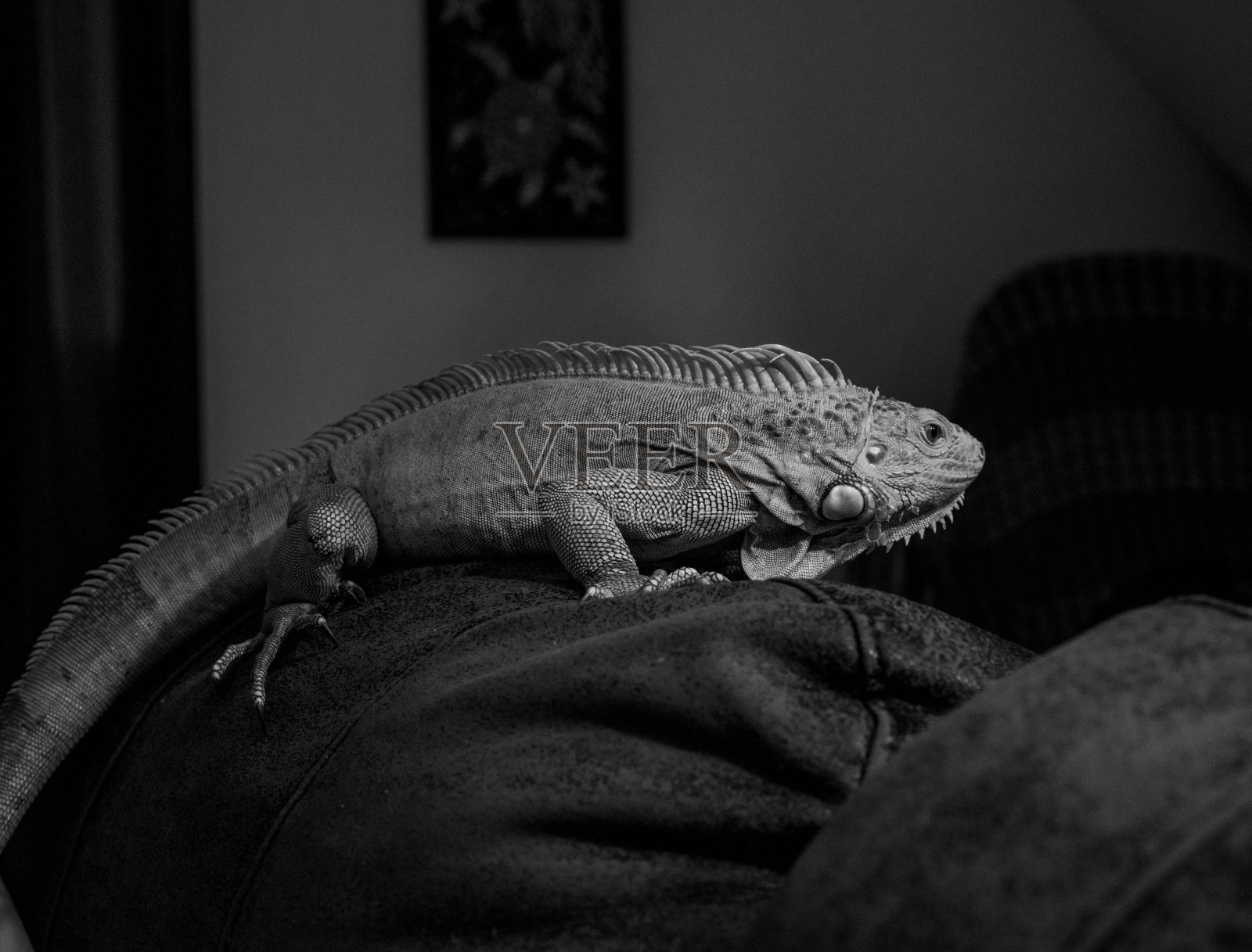 绿鬣蜥的黑白侧视图照片摄影图片