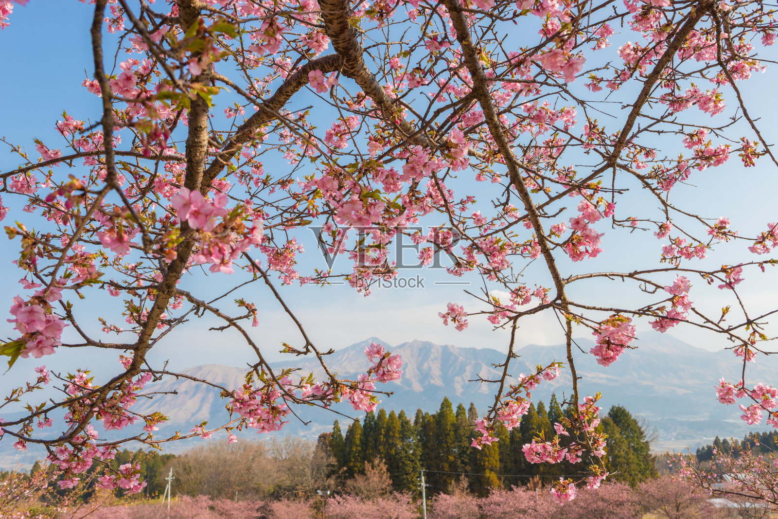 蓝天和樱花照片摄影图片