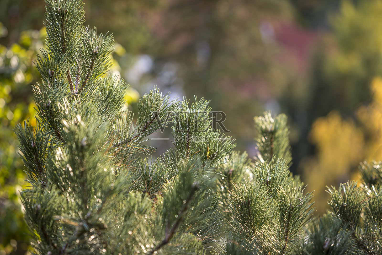 夏季森林中的绿色针叶。照片摄影图片