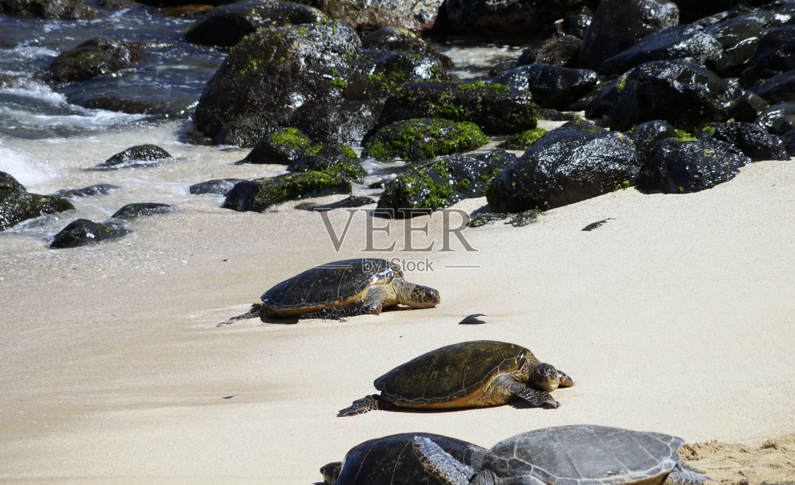 在美国夏威夷毛伊岛哈纳高速公路的胡基帕海滩观看海龟照片摄影图片