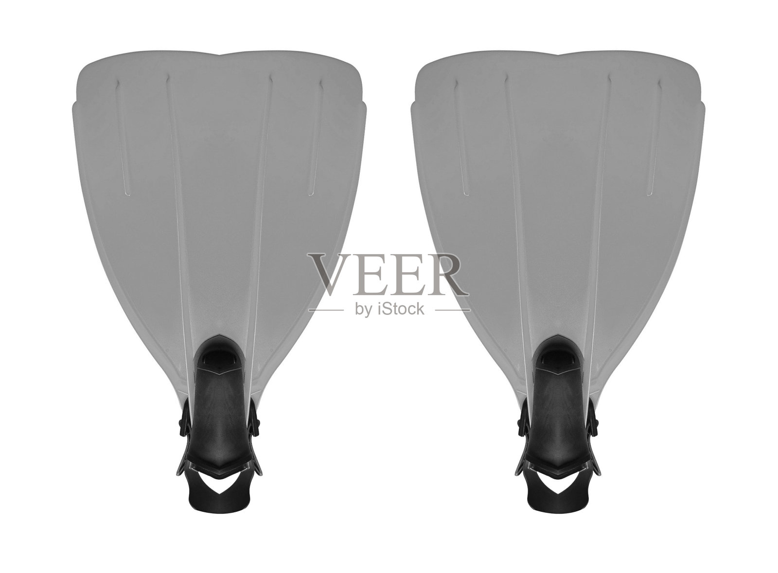 鳍状肢孤立在白色照片摄影图片