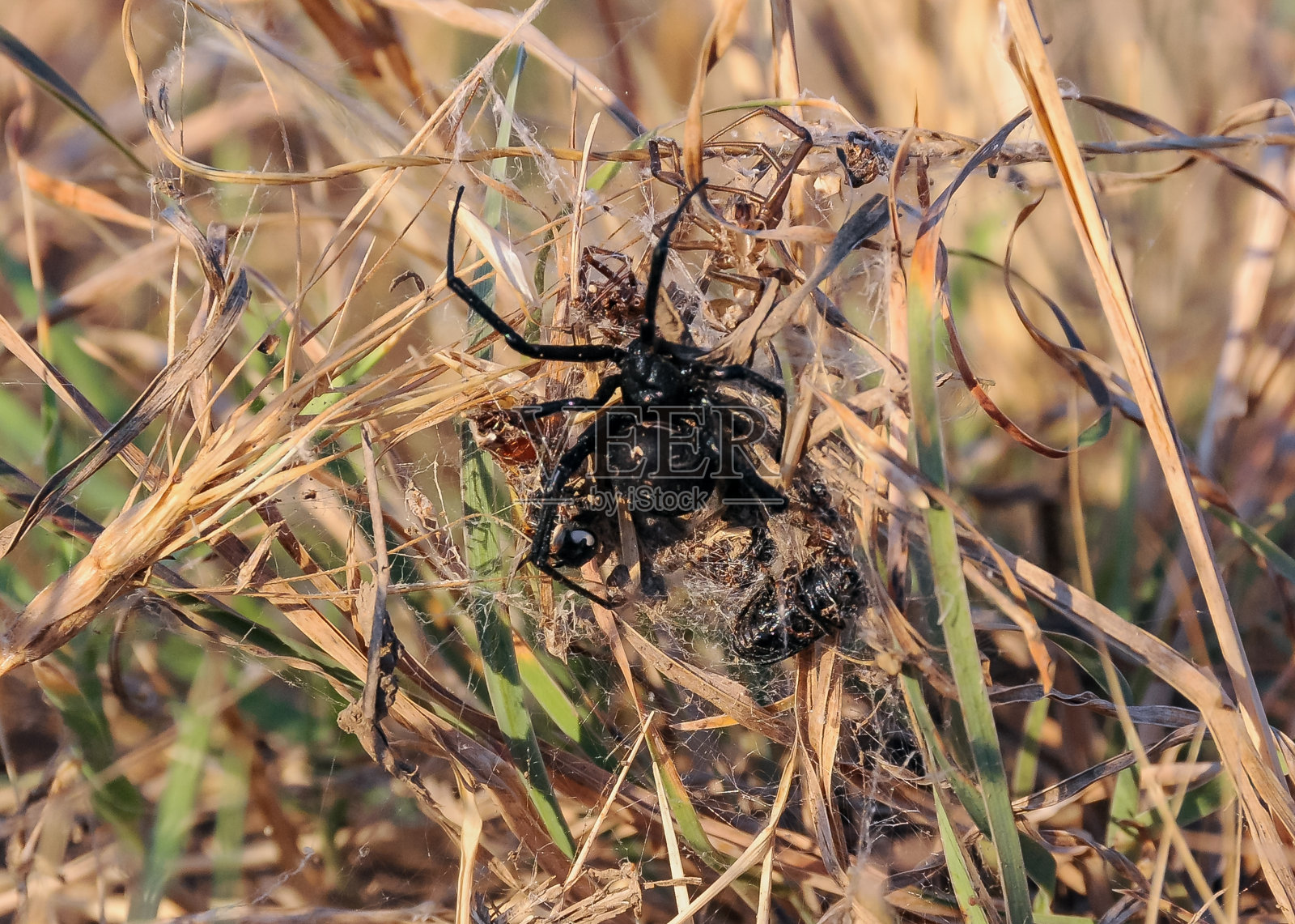 欧洲黑寡妇(Latrodectus tredecimguttatus)，一种蜘蛛坐在草地上与被杀死的昆虫一起筑巢照片摄影图片