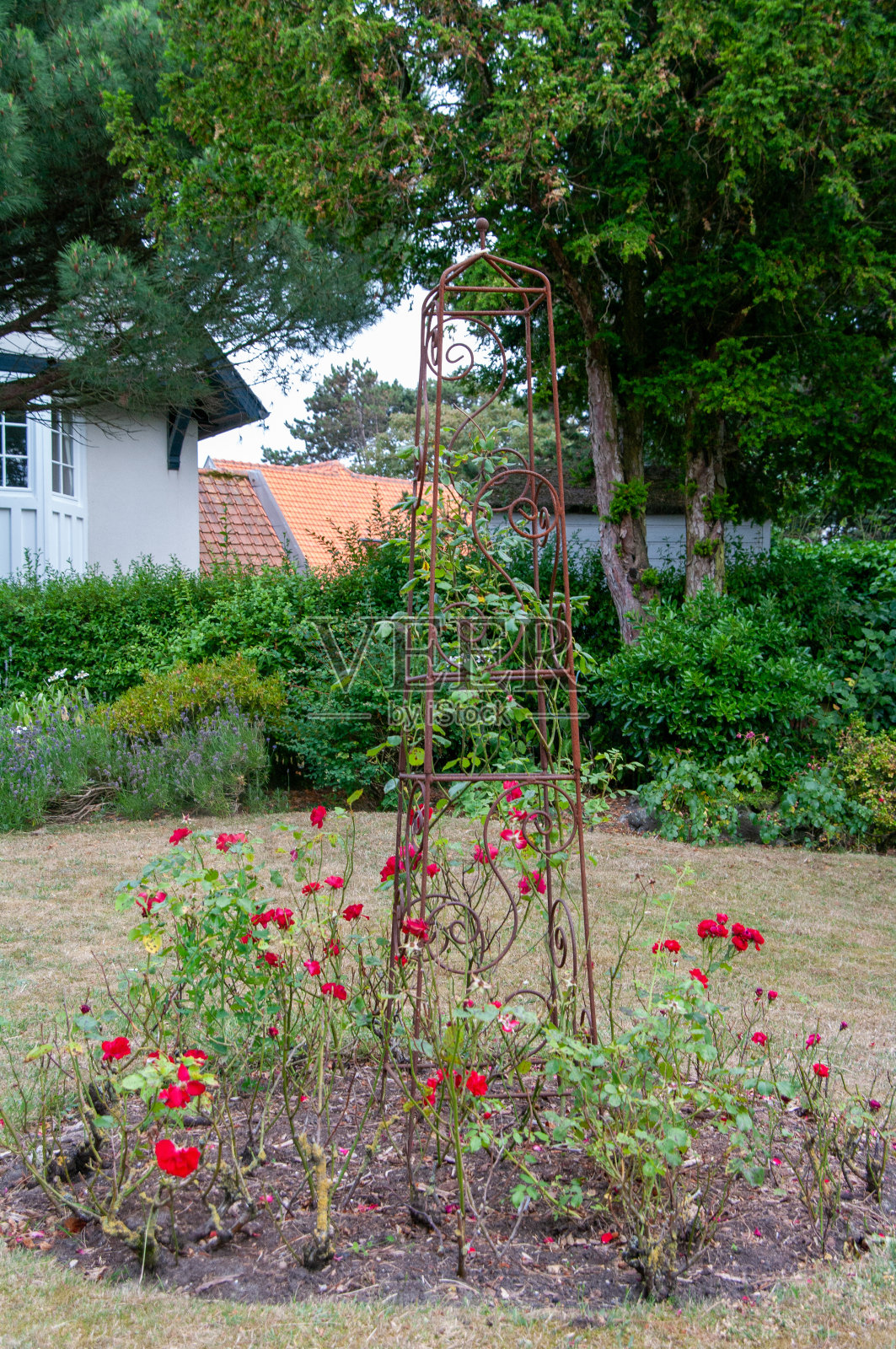 玫瑰在钢花园装饰照片摄影图片