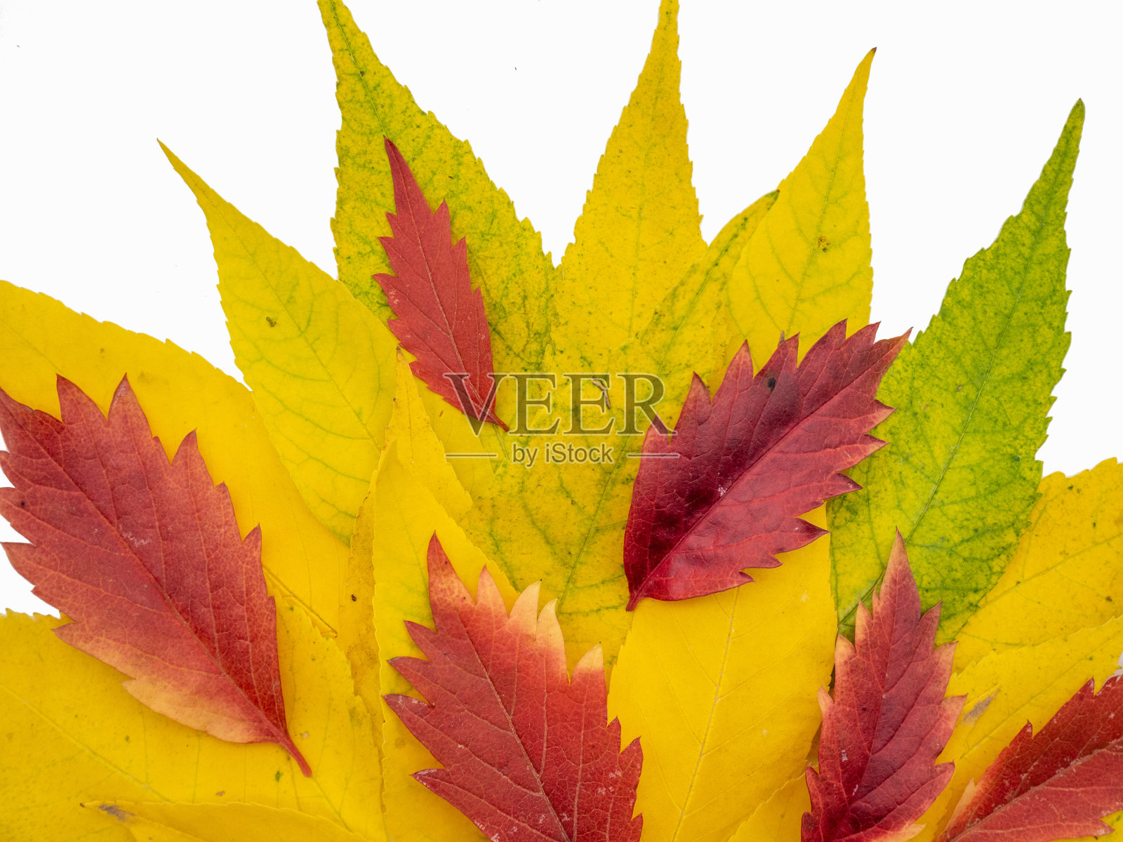 三片叶子插在一个五颜六色的花瓶里，放在柜台上照片摄影图片