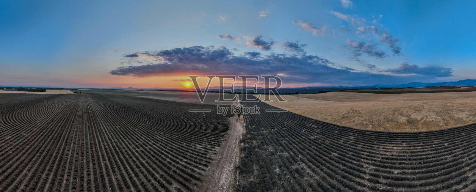 薰衣草田-法国布鲁内照片摄影图片