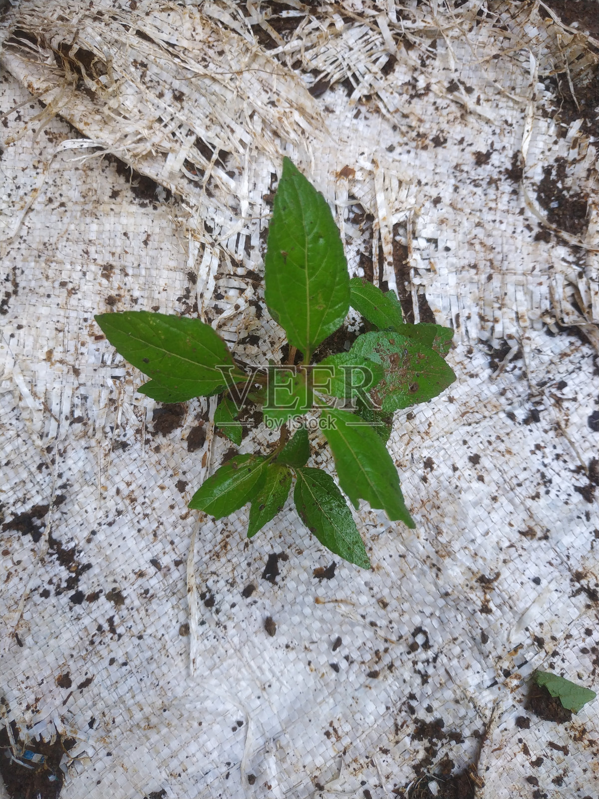长在花园里的菱形树照片摄影图片