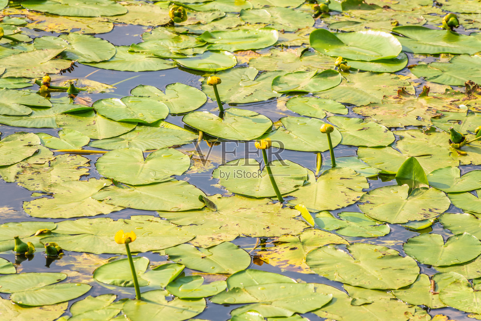 黄色的睡莲，Nuphar lutea，在湖面上的绿叶中绽放着黄色照片摄影图片
