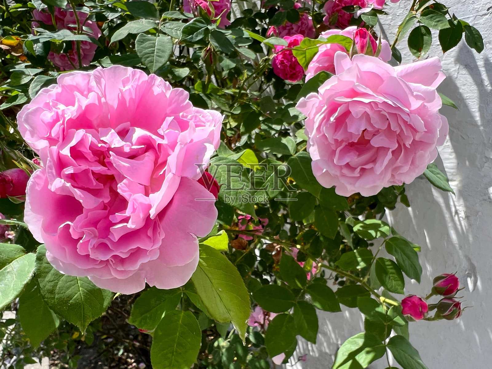 美丽的玫瑰花娇嫩的粉红色花瓣在花园里。照片摄影图片