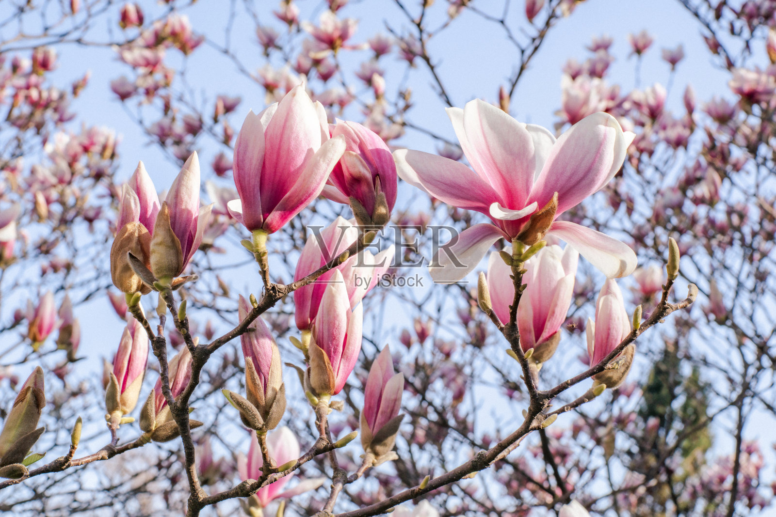 在晴朗的蓝天下，树上盛开的木兰花。照片摄影图片